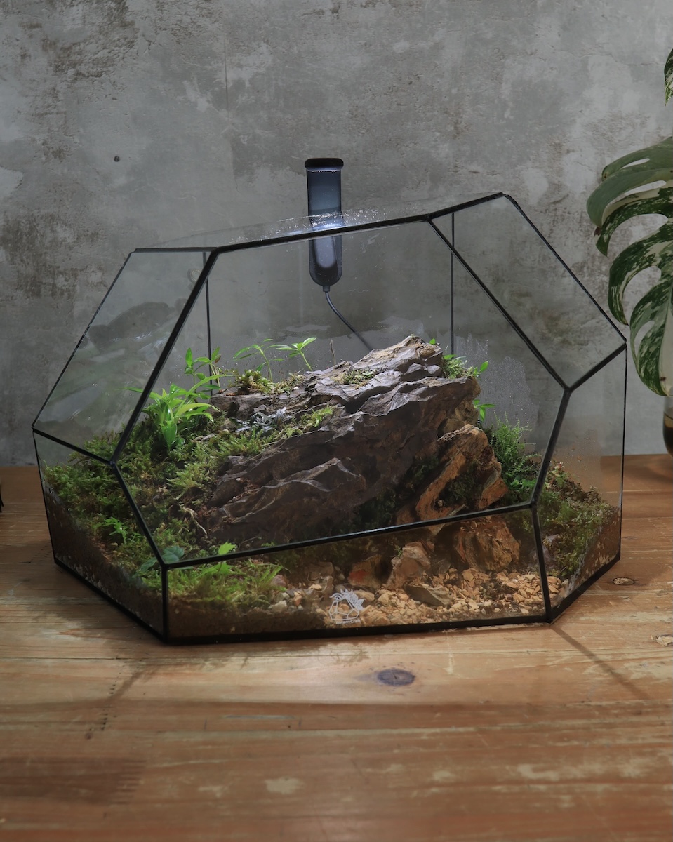Mini-Terrarium kaufen – geometrisches Nano-Terrarium von BotanyCraft