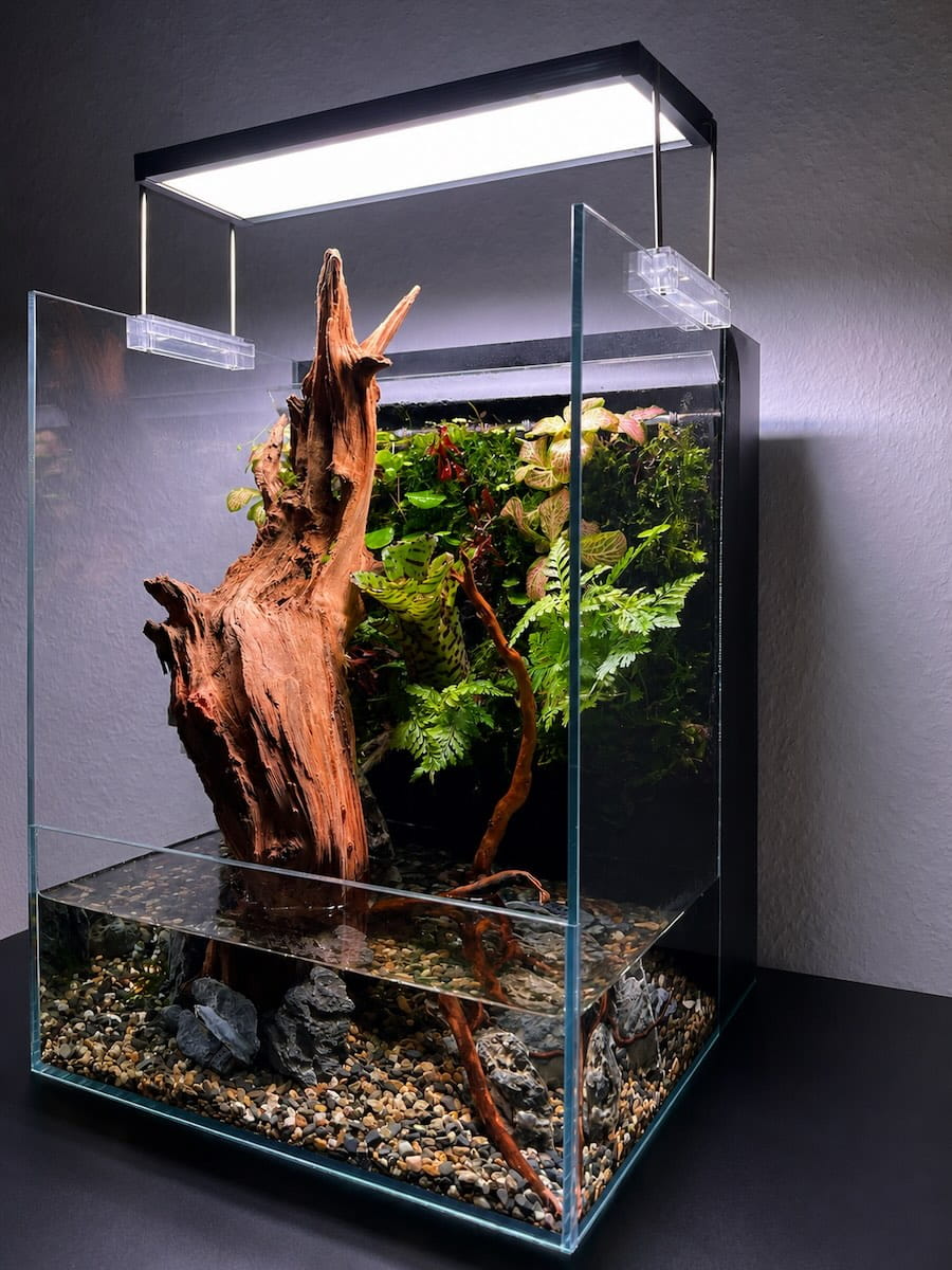 DOOA Terra 30 Paludarium – Wasserzone und bepflanzte Landzone aus eigener Praxis