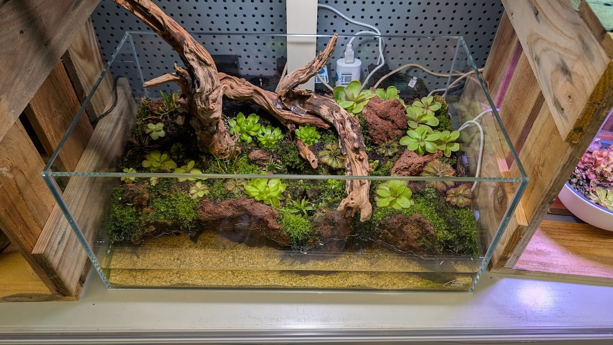 Riparium Layout in einem Shallow Aquarium – Sumpflandschaft mit emerser Bepflanzung
