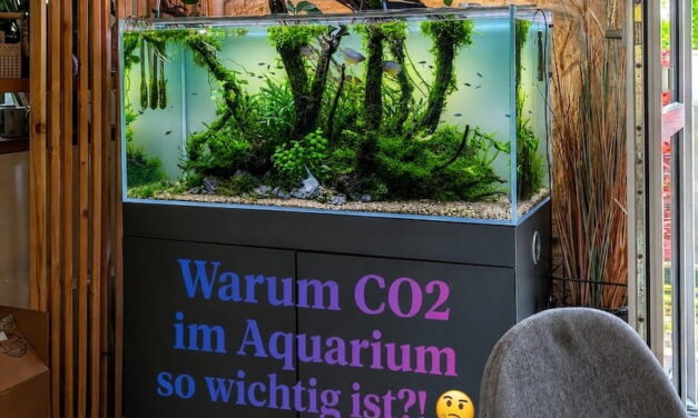 Warum Co2 im Aquarium so wichtig ist