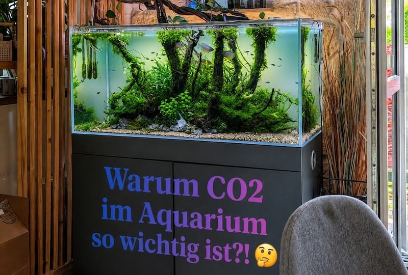 welcher cannabis dünger ProviPlant Cannabis-Grow-Dünger: Anwendung während der Wachstumsphase main image 0