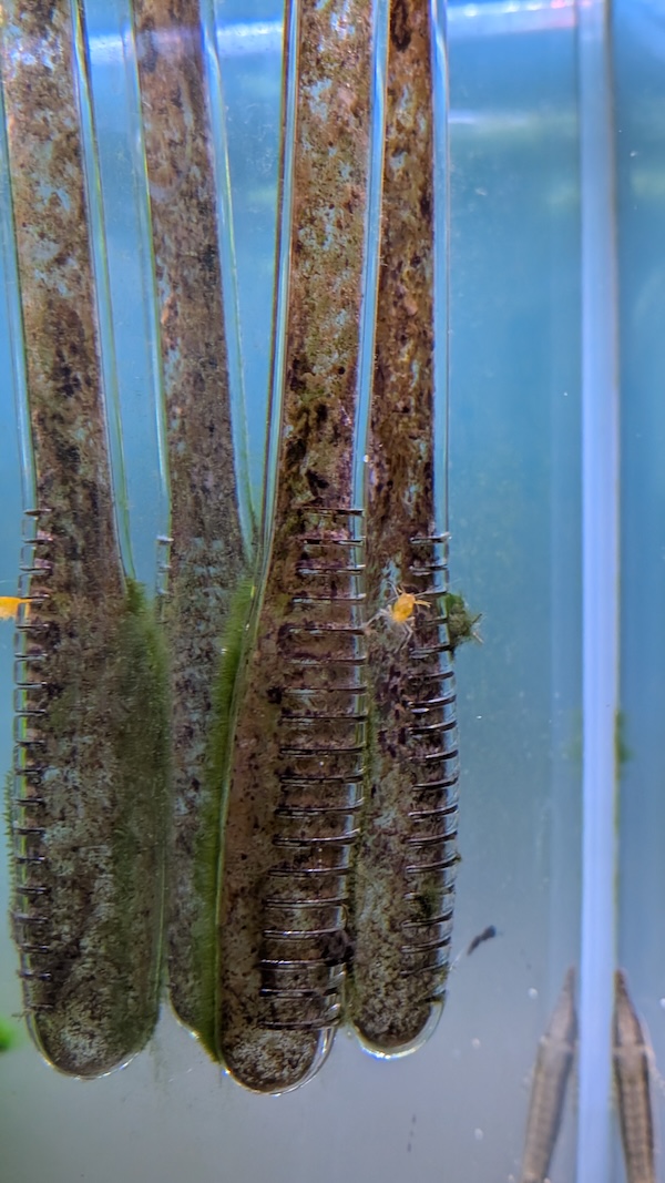 Kieselalgen-Belag an einer Lily Pipe im Aquarium