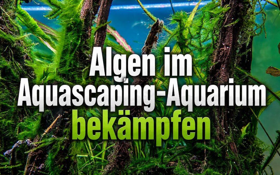 Algen im Aquarium bekämpfen