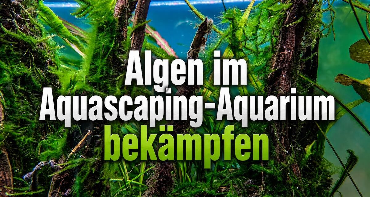 Algen im Aquarium bekämpfen