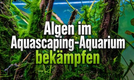 Algen im Aquarium bekämpfen