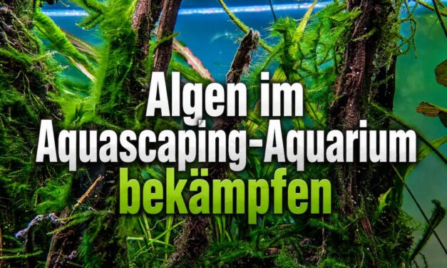 Algen im Aquarium bekämpfen