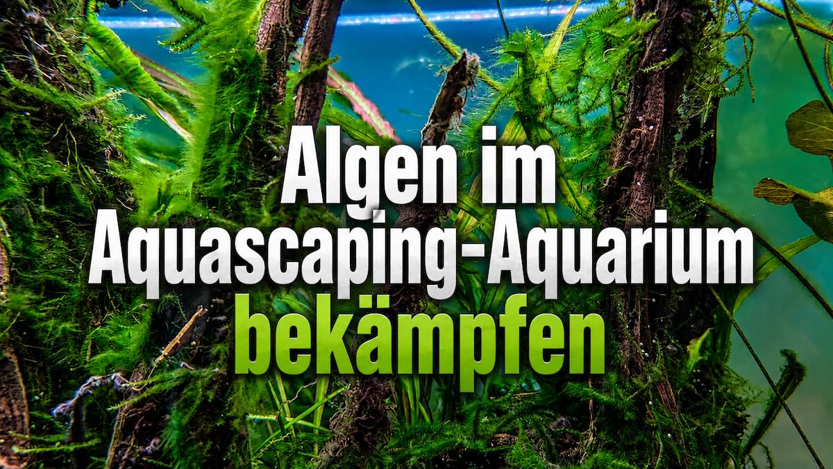Algen im Aquarium bekämpfen — 7 natürliche Methoden aus 10+ Jahren Praxis