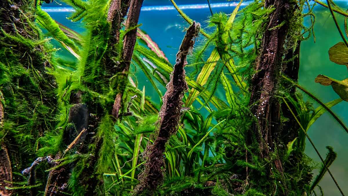 Algen auf Hardscape im Aquascape – Rotalgen auf Stein