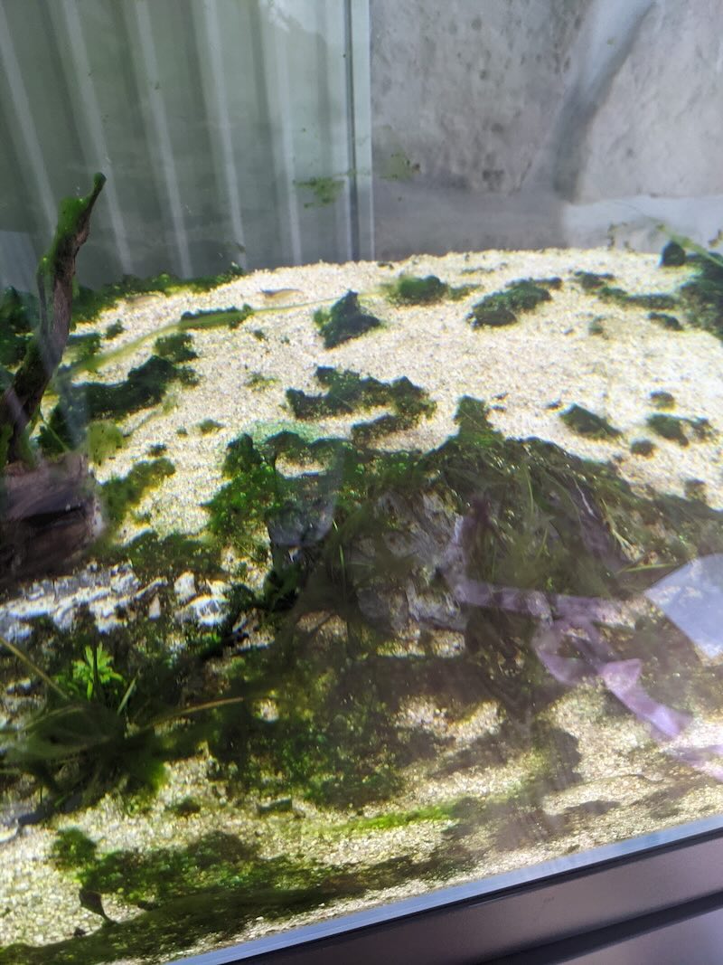 Blaualgen Cyanobakterien im Aquarium
