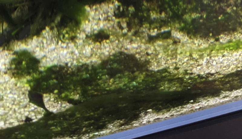 Blaualgen – blaugrüner Belag im Aquarium