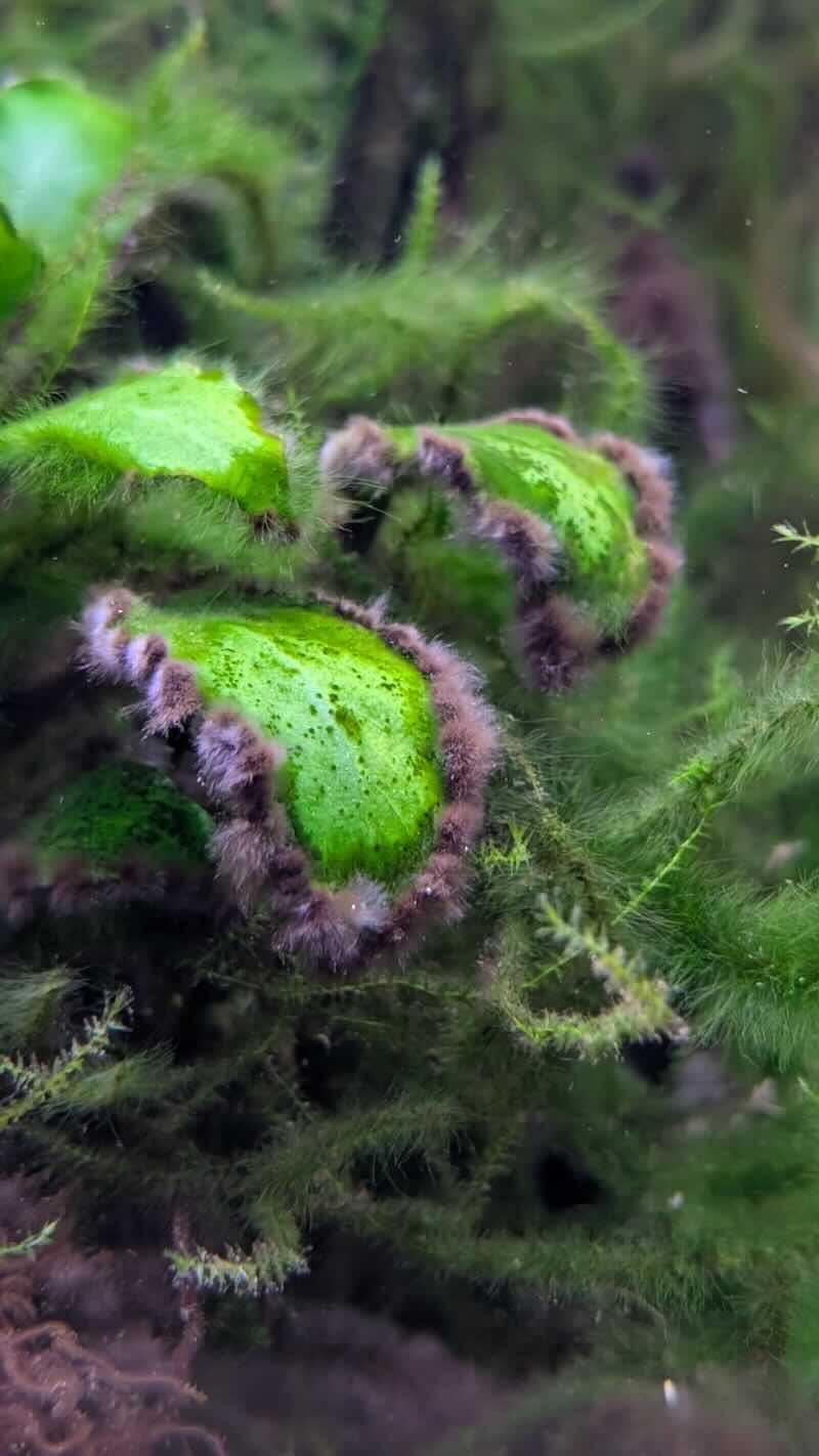 Pinselalgen / Bartalgen im Aquarium – dunkle Büschel