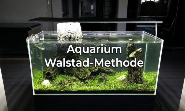 Walstad Methode Aquarium