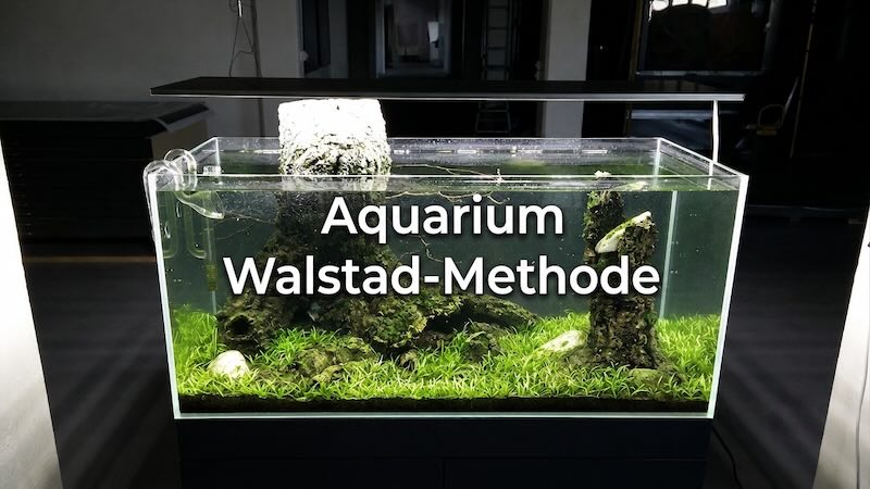 Walstad Methode Aquarium